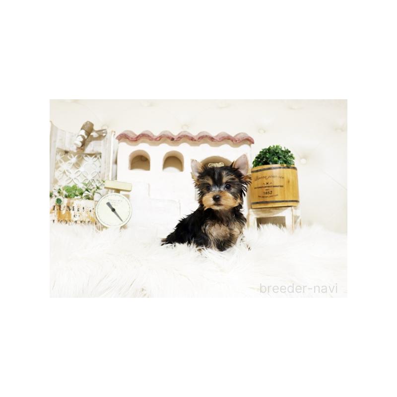 販売中の佐賀県のヨークシャーテリア-437071の2枚目