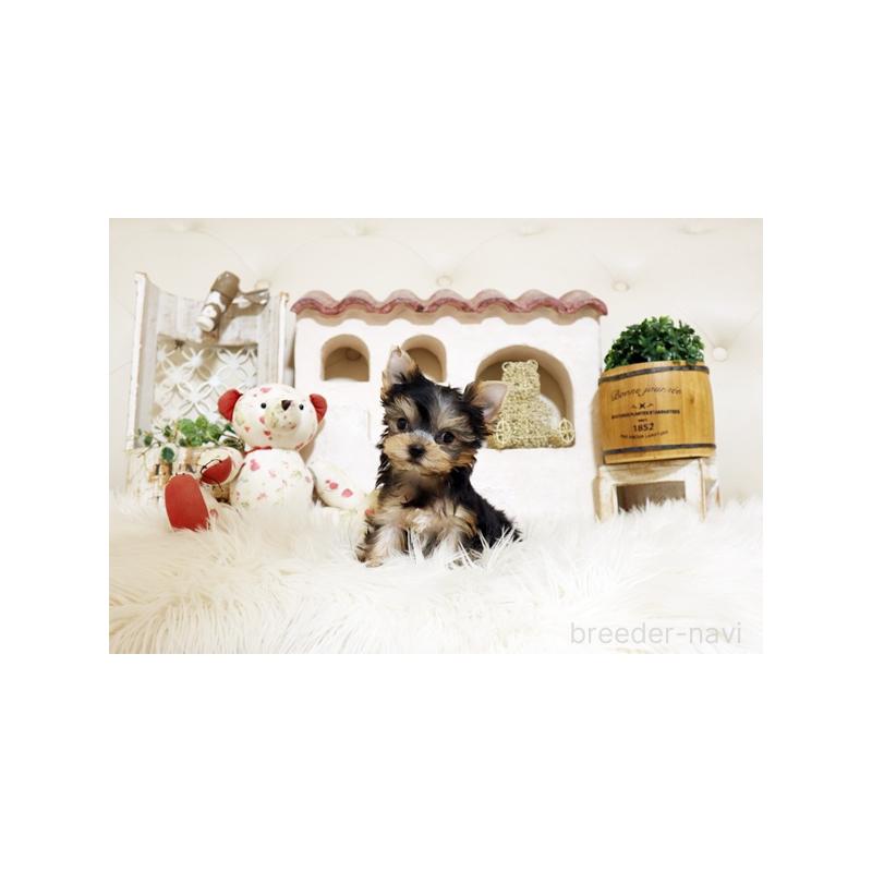 販売中の佐賀県のヨークシャーテリア-437073の2枚目