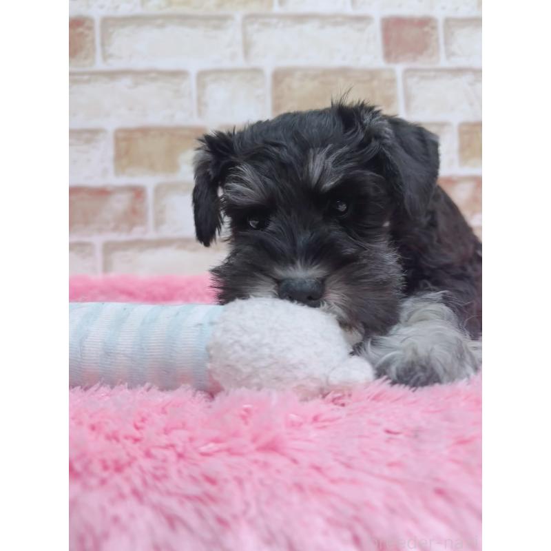 販売中の大分県のミニチュアシュナウザー-427348の6枚目