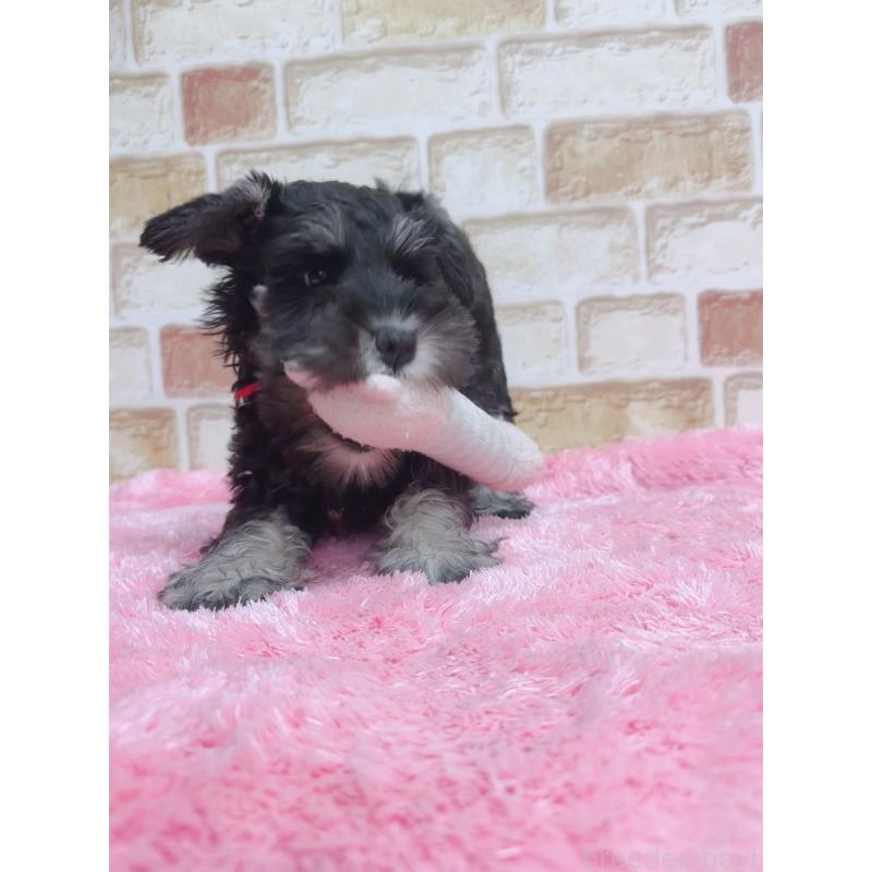 販売中の大分県のミニチュアシュナウザー-427348の5枚目