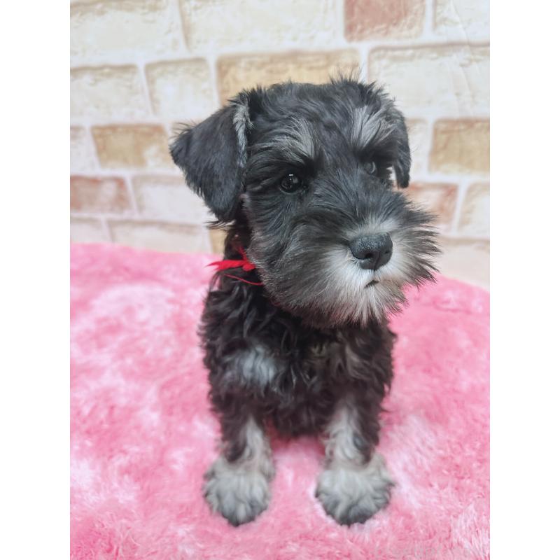 販売中の大分県のミニチュアシュナウザー-427348の3枚目