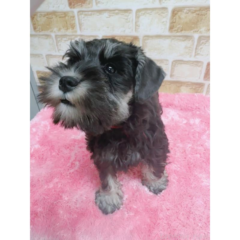 販売中の大分県のミニチュアシュナウザー-427348の2枚目