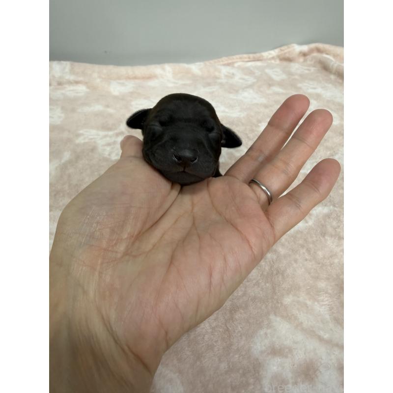 販売中の佐賀県のイタリアングレーハウンド(イタグレ)-437074の5枚目