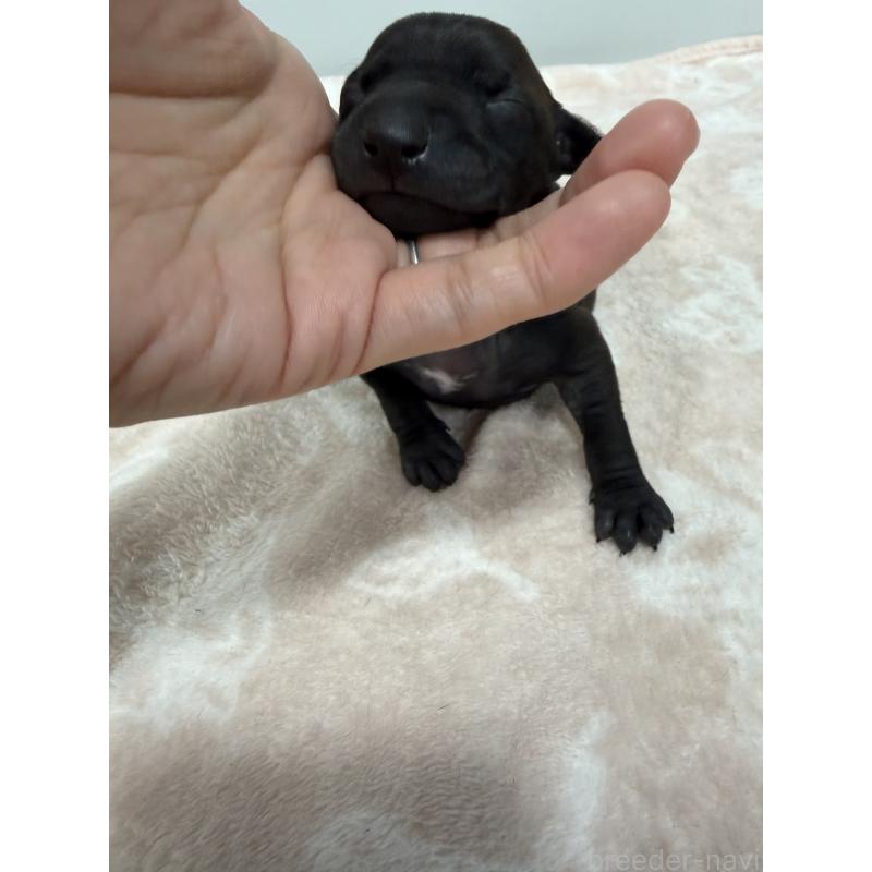 販売中の佐賀県のイタリアングレーハウンド(イタグレ)-437074の4枚目