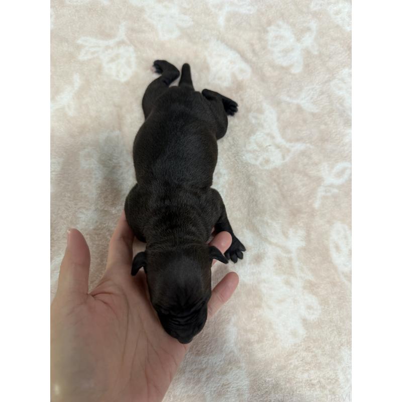 販売中の佐賀県のイタリアングレーハウンド(イタグレ)-437074の3枚目