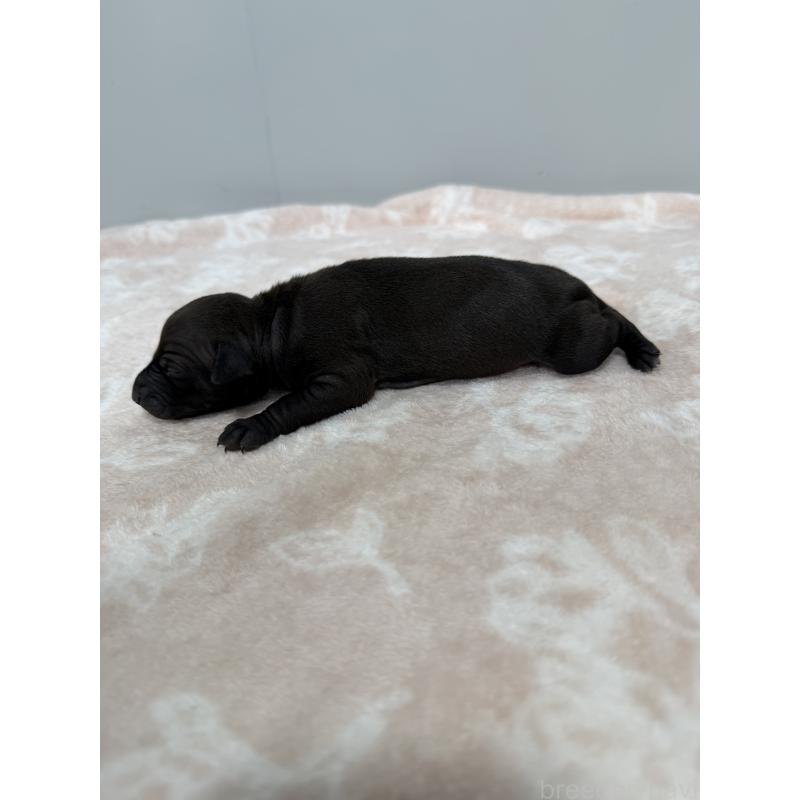 販売中の佐賀県のイタリアングレーハウンド(イタグレ)-437074の2枚目