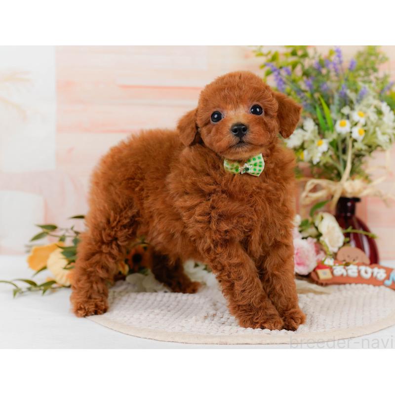 販売中の静岡県のトイプードル-437079の11枚目