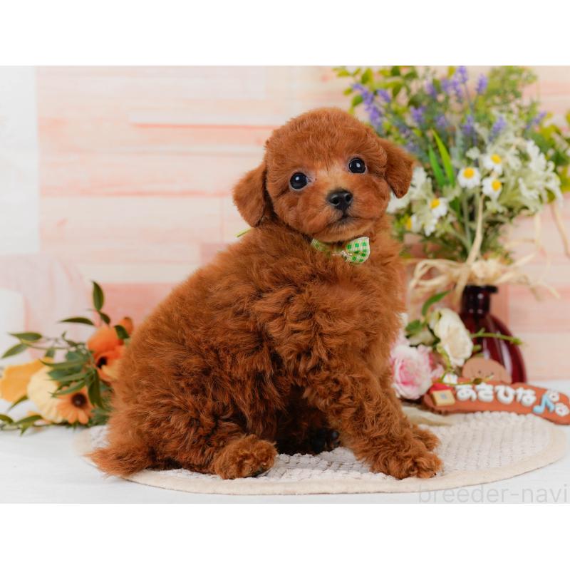 販売中の静岡県のトイプードル-437079の10枚目