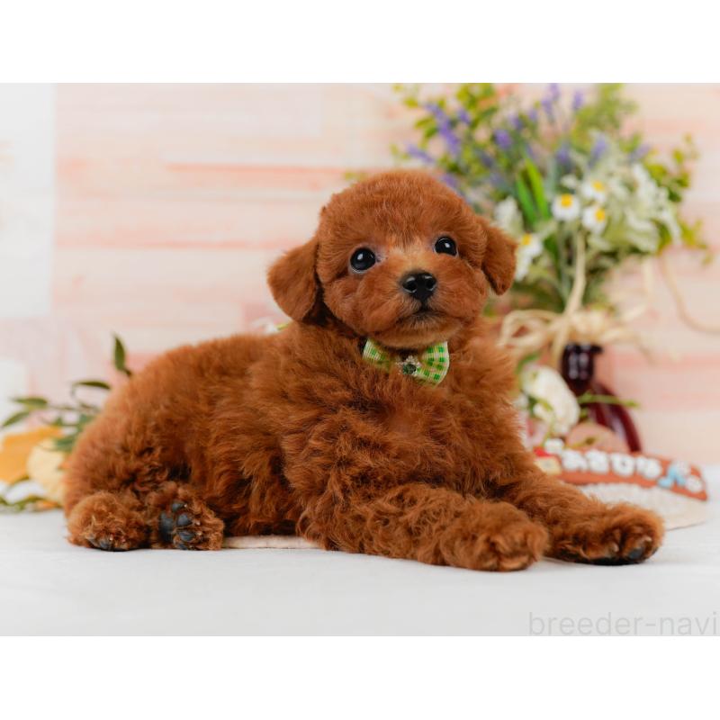 販売中の静岡県のトイプードル-437079の9枚目