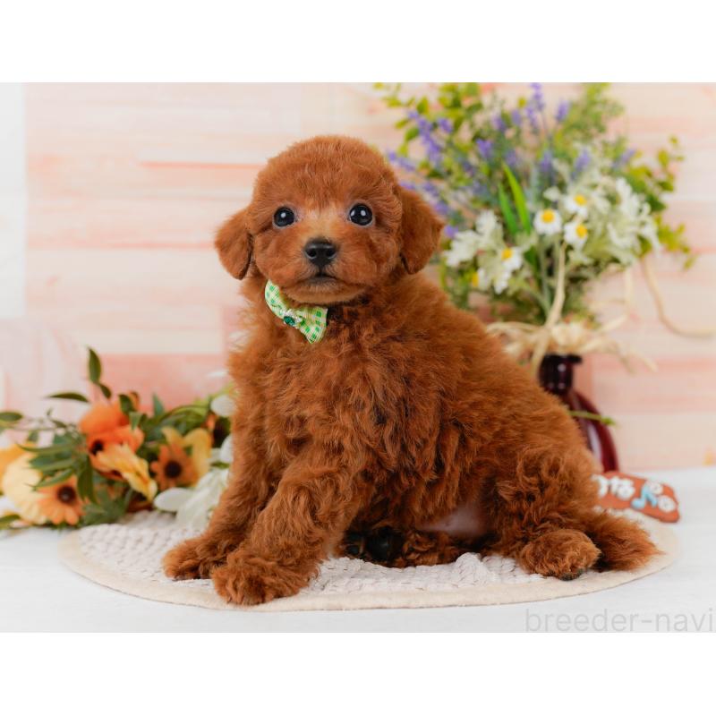 販売中の静岡県のトイプードル-437079の8枚目