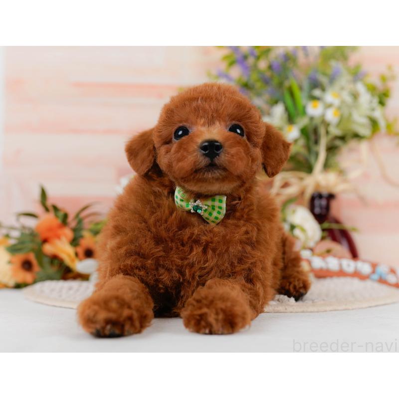 販売中の静岡県のトイプードル-437079の7枚目