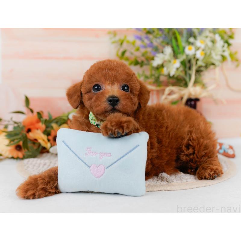 販売中の静岡県のトイプードル-437079の6枚目