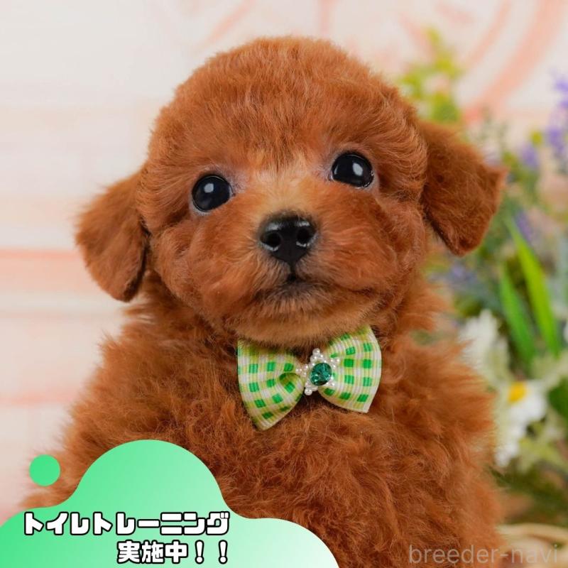 販売中の静岡県のトイプードル-437079