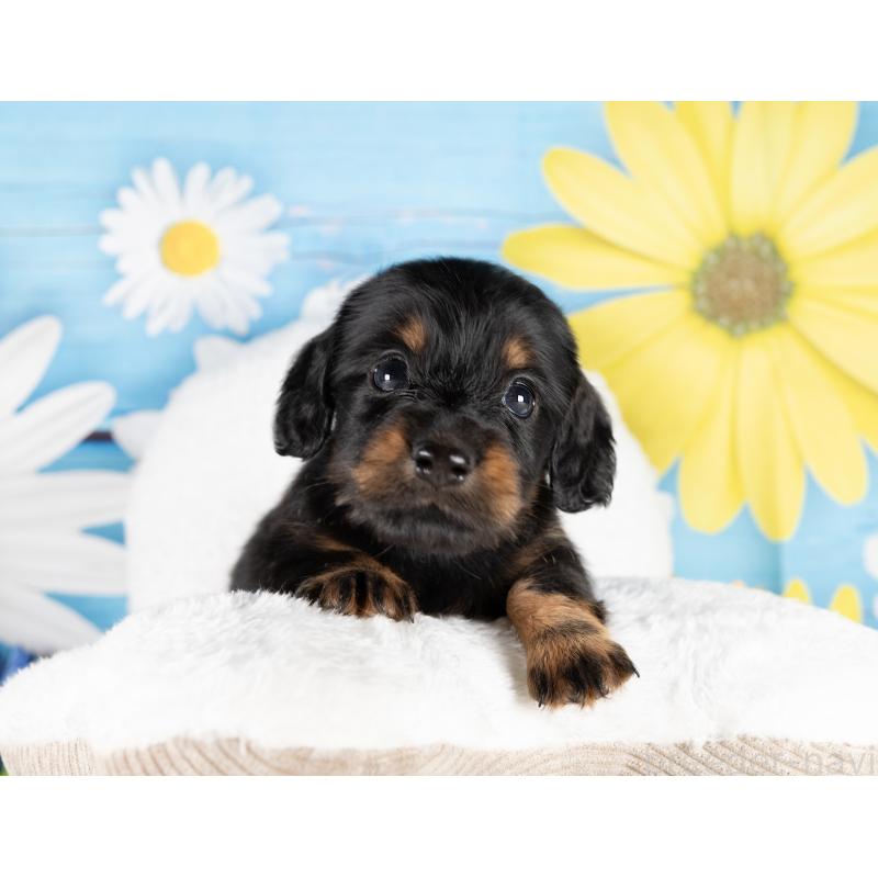 販売中の愛知県のミニチュアダックスフンド(ロングヘアード)-437078の5枚目