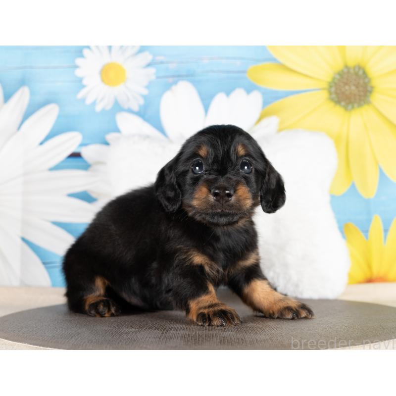 販売中の愛知県のミニチュアダックスフンド(ロングヘアード)-437078の4枚目