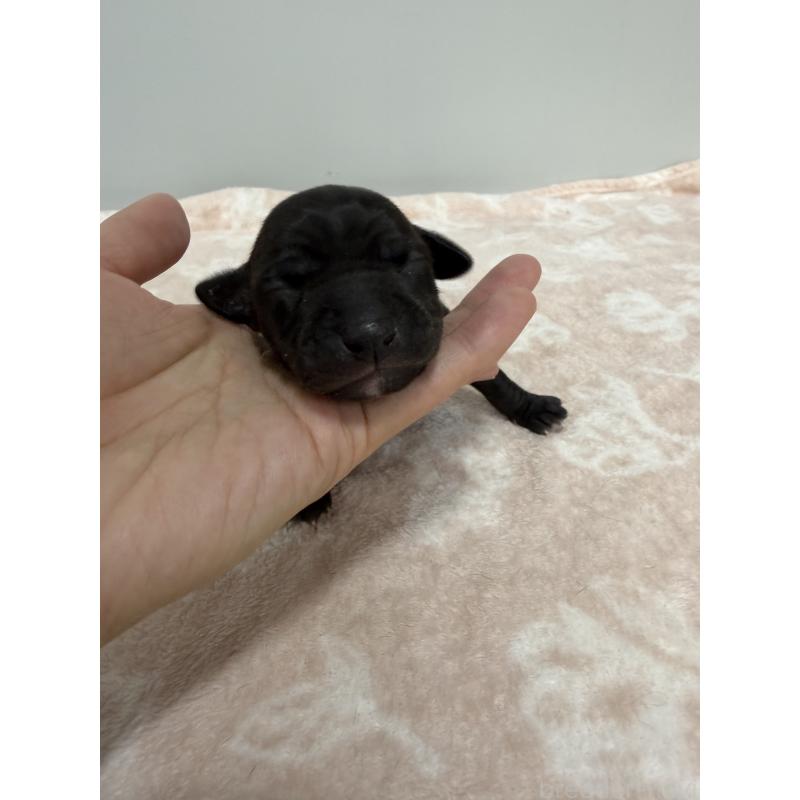 販売中の佐賀県のイタリアングレーハウンド(イタグレ)-437077の6枚目