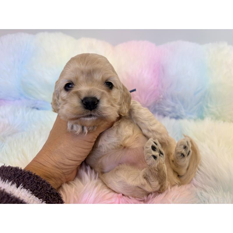 販売中の千葉県のアメリカンコッカースパニエル-437075の2枚目