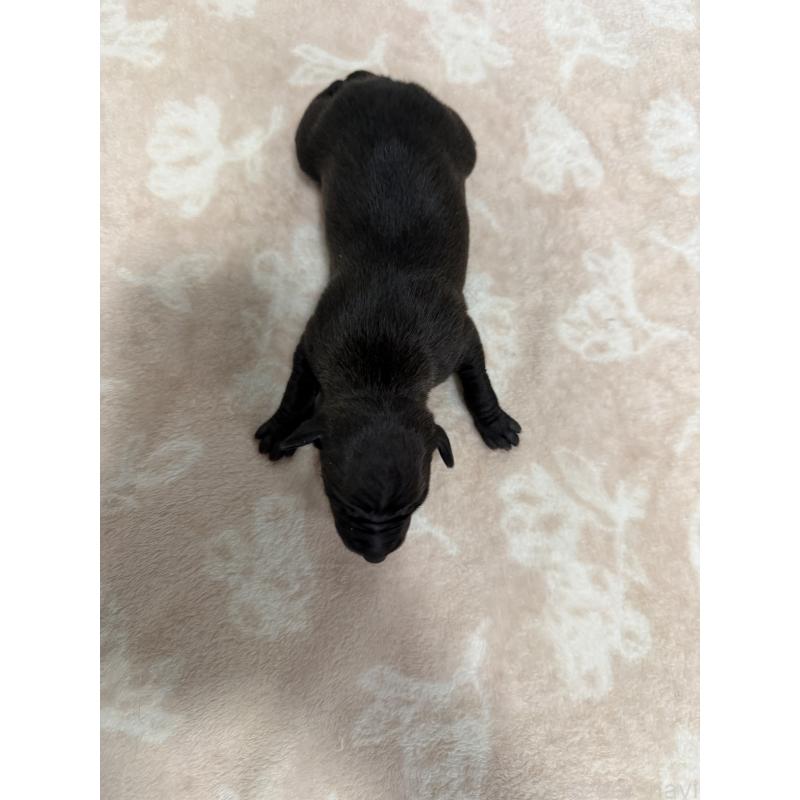 販売中の佐賀県のイタリアングレーハウンド(イタグレ)-437077の4枚目