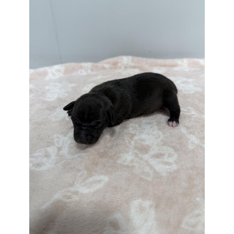 販売中の佐賀県のイタリアングレーハウンド(イタグレ)-437077の3枚目