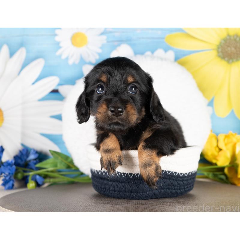 販売中の愛知県のミニチュアダックスフンド(ロングヘアード)-437078の3枚目