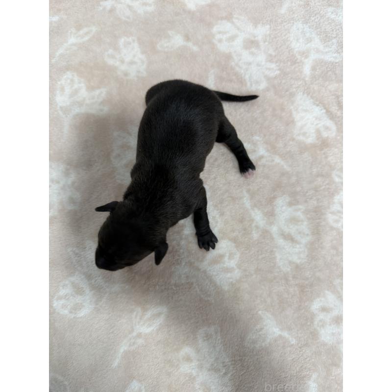 販売中の佐賀県のイタリアングレーハウンド(イタグレ)-437077の2枚目