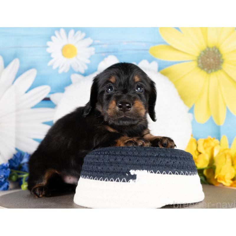 販売中の愛知県のミニチュアダックスフンド(ロングヘアード)-437078の2枚目