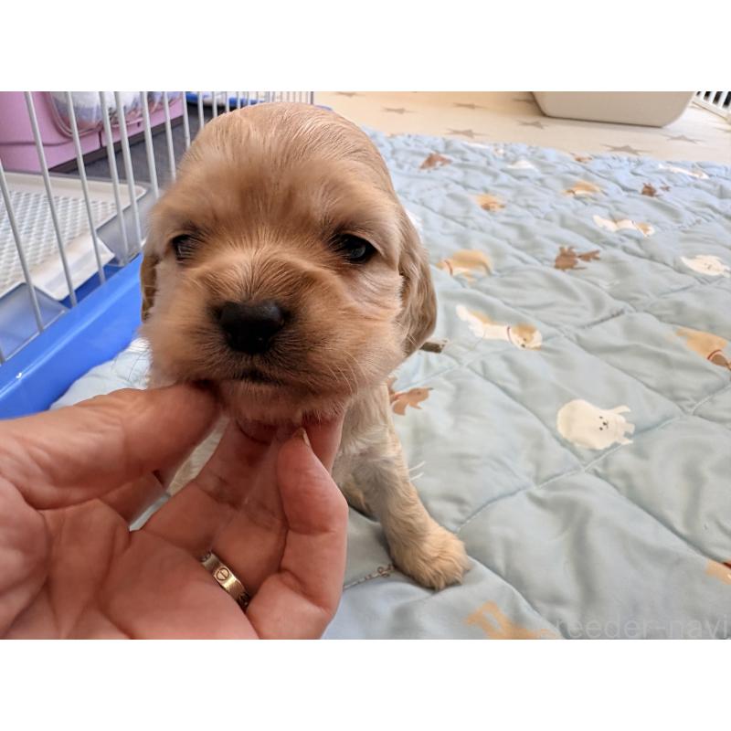 販売中の千葉県のアメリカンコッカースパニエル-437076の3枚目