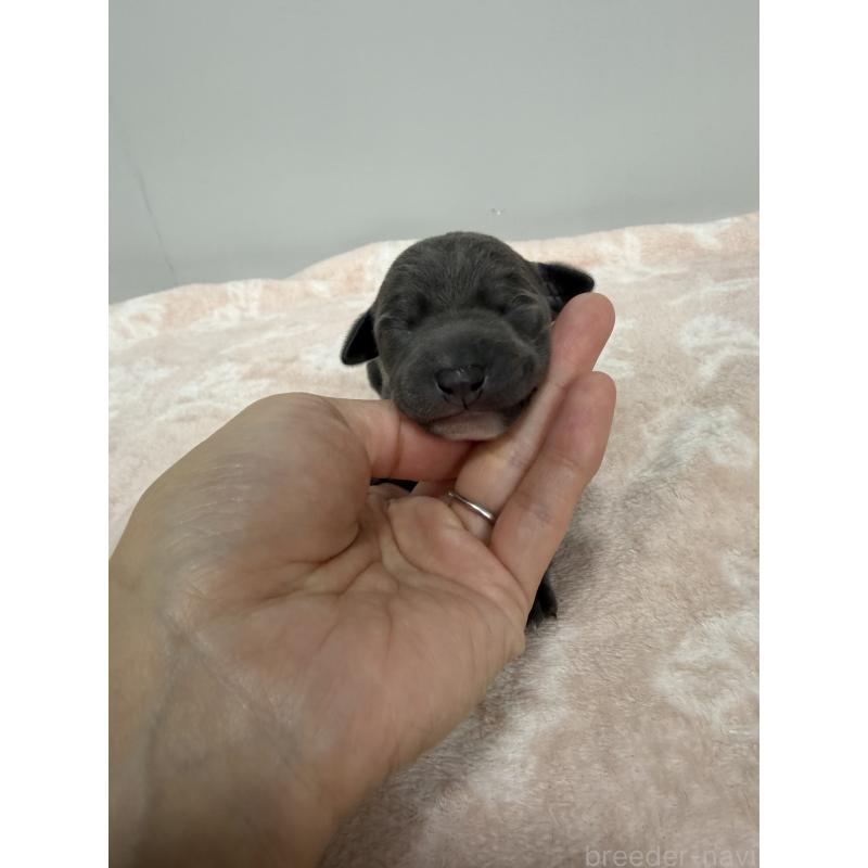 販売中の佐賀県のイタリアングレーハウンド(イタグレ)-437080の7枚目