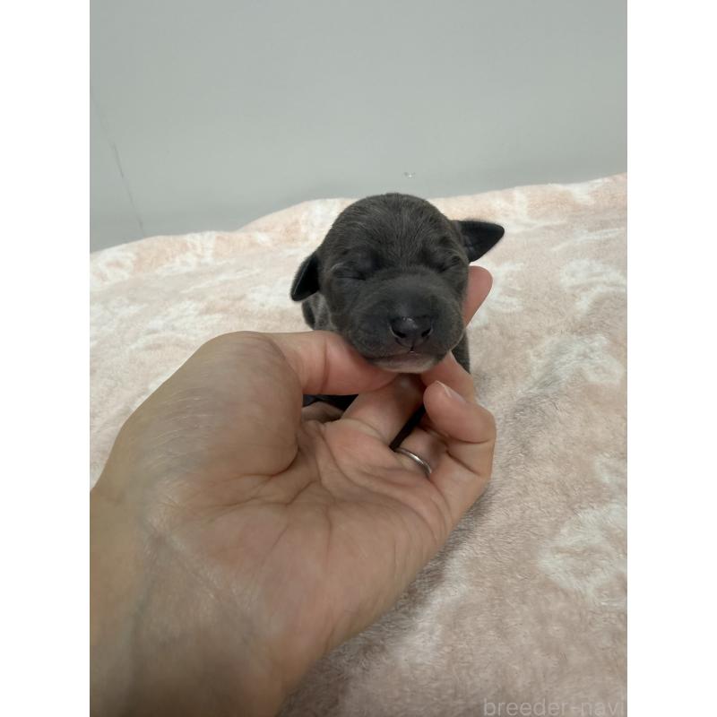 販売中の佐賀県のイタリアングレーハウンド(イタグレ)-437080の6枚目