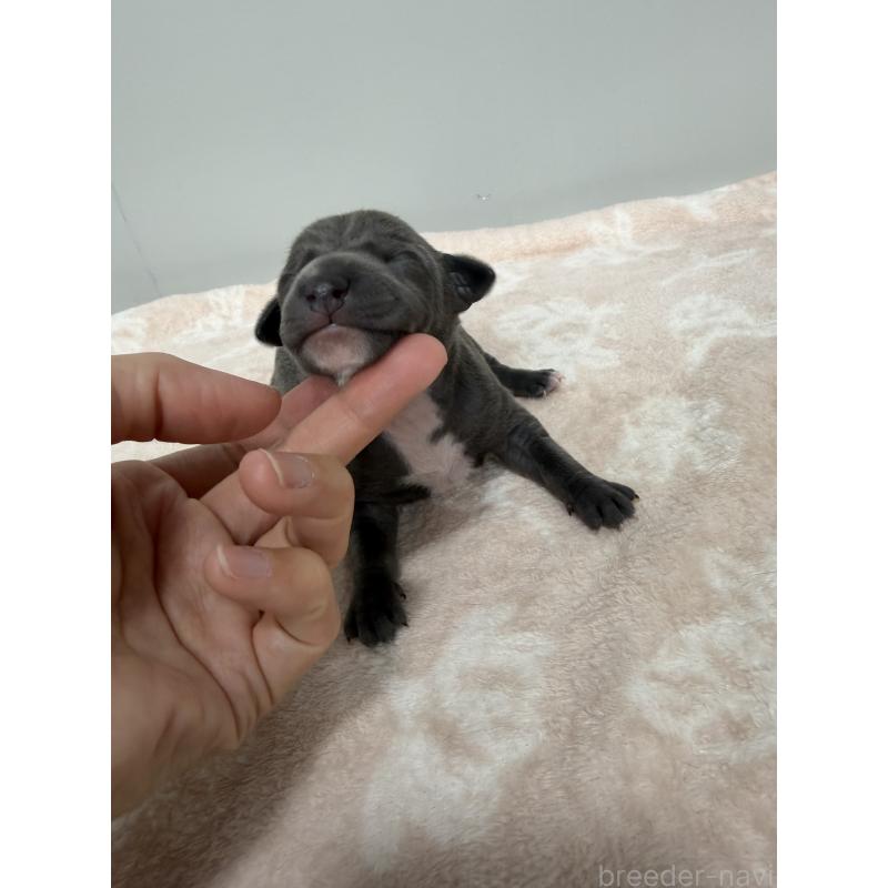 販売中の佐賀県のイタリアングレーハウンド(イタグレ)-437080の5枚目