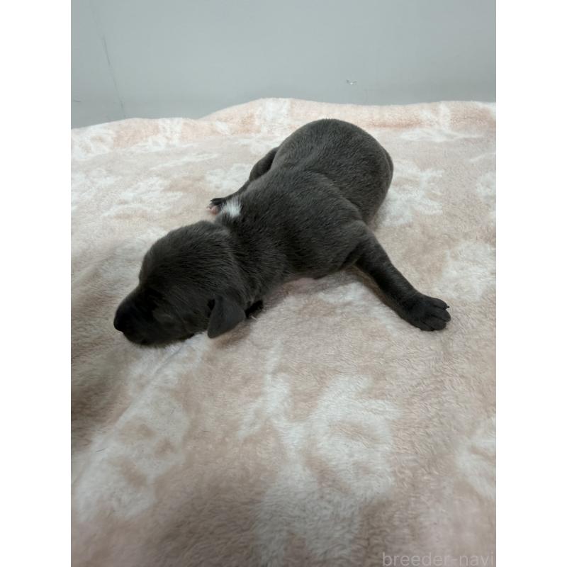 販売中の佐賀県のイタリアングレーハウンド(イタグレ)-437080の3枚目