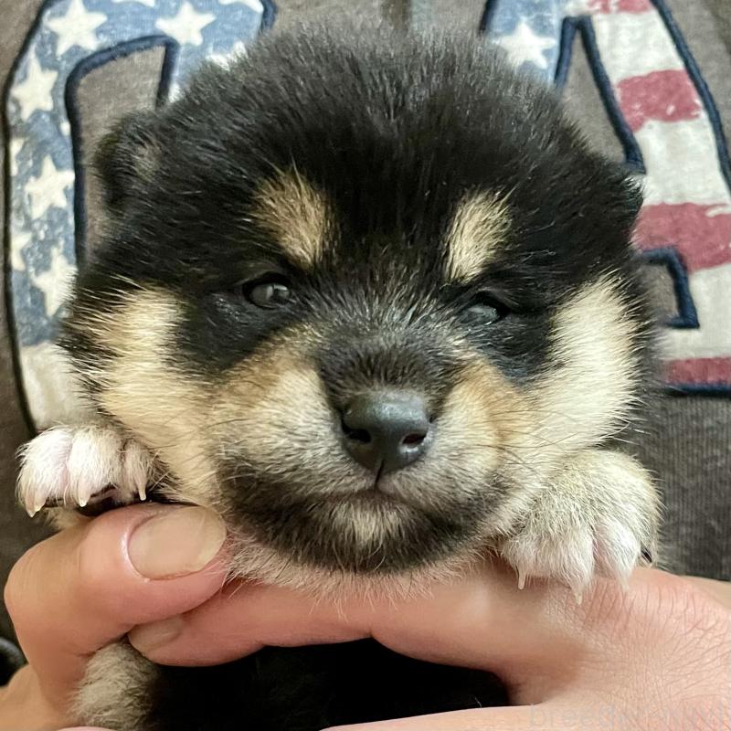 販売中の熊本県の柴犬-437081の4枚目