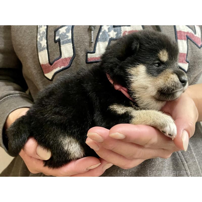 販売中の熊本県の柴犬-437081の3枚目