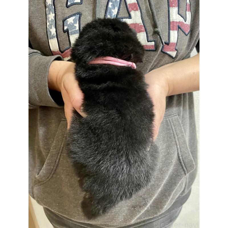 販売中の熊本県の柴犬-437081の2枚目