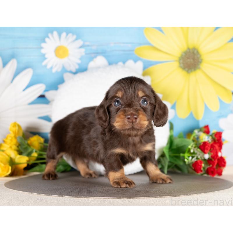 販売中の愛知県のミニチュアダックスフンド(ロングヘアード)-437084の5枚目