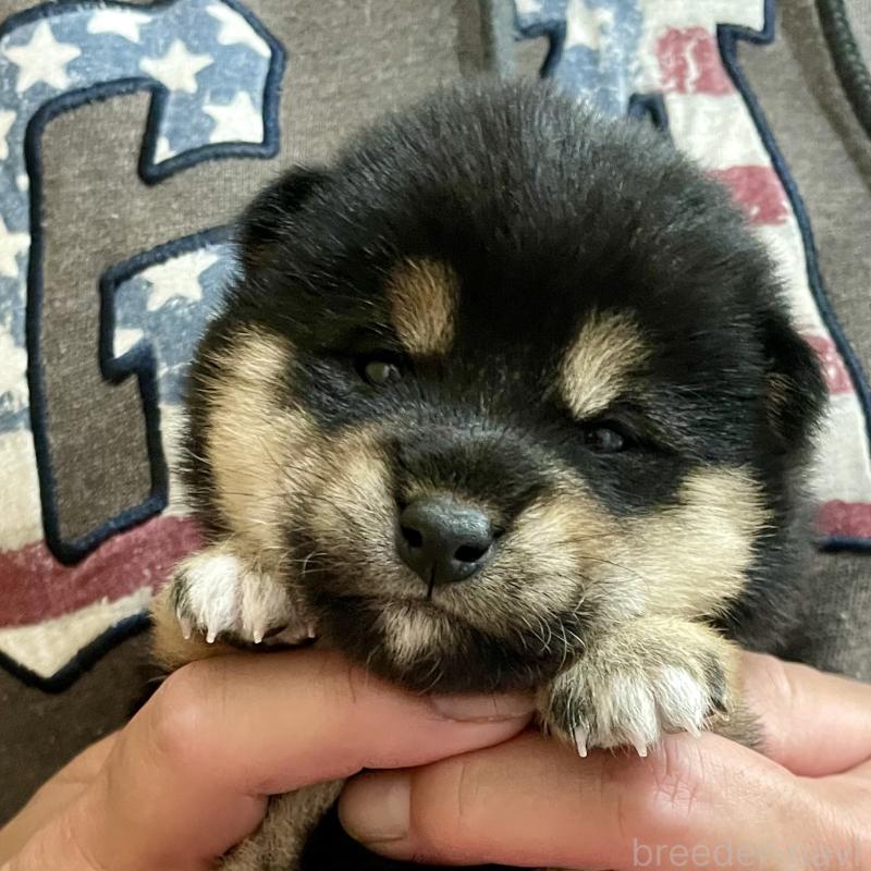 販売中の熊本県の柴犬-437082の4枚目