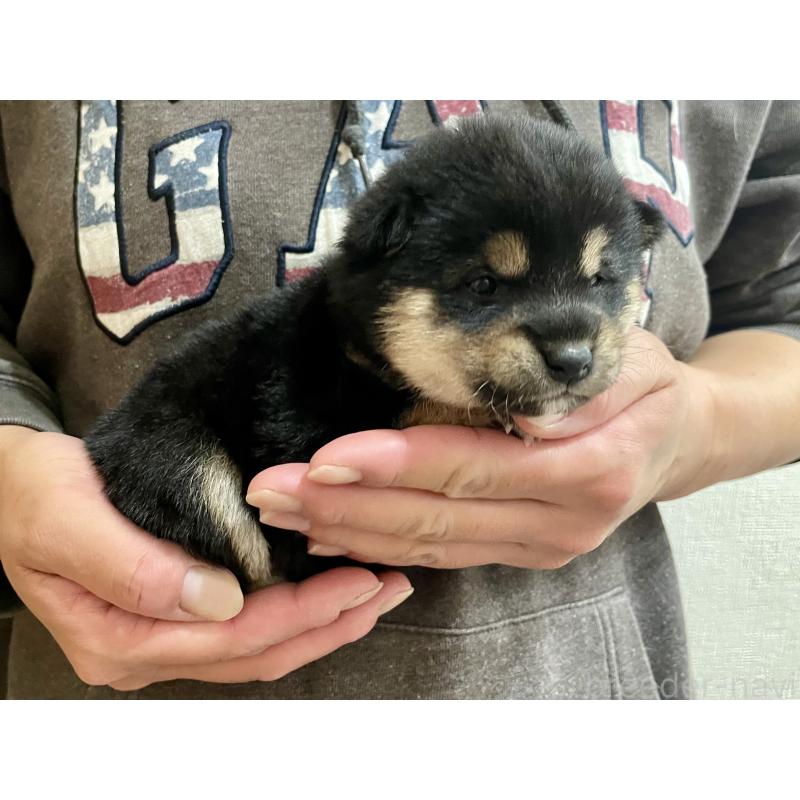 販売中の熊本県の柴犬-437082の3枚目