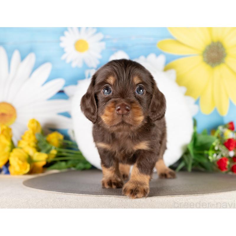 販売中の愛知県のミニチュアダックスフンド(ロングヘアード)-437084の4枚目