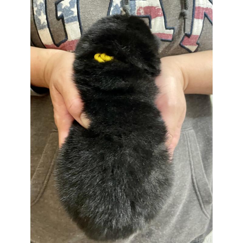 販売中の熊本県の柴犬-437082の2枚目