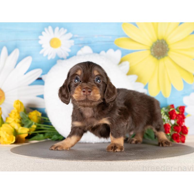 販売中の愛知県のミニチュアダックスフンド(ロングヘアード)-437084の3枚目