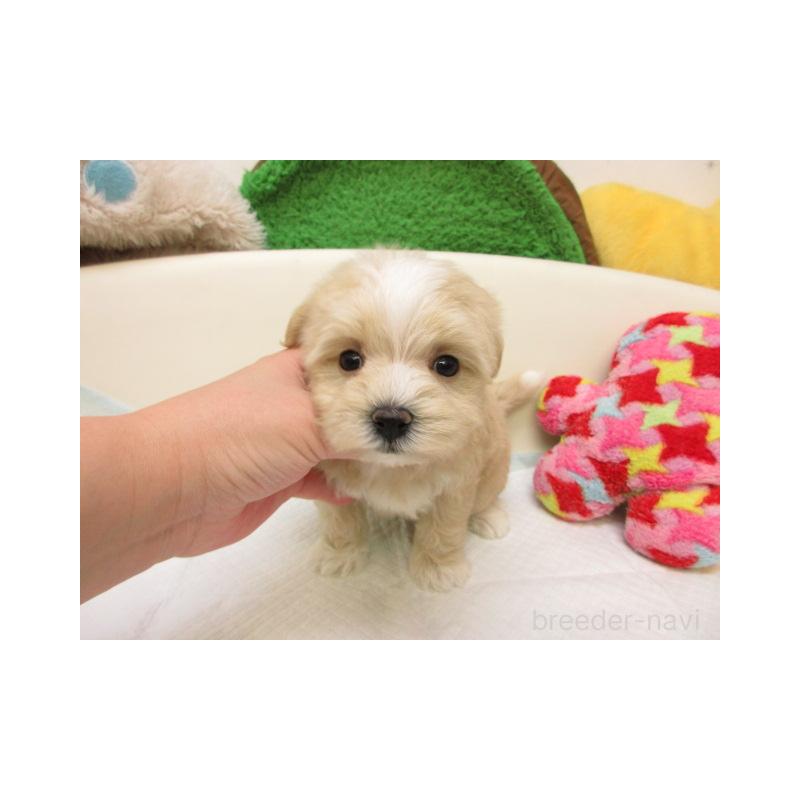 販売中の大阪府のマルプー:マルチーズ×トイプードル-437083の2枚目