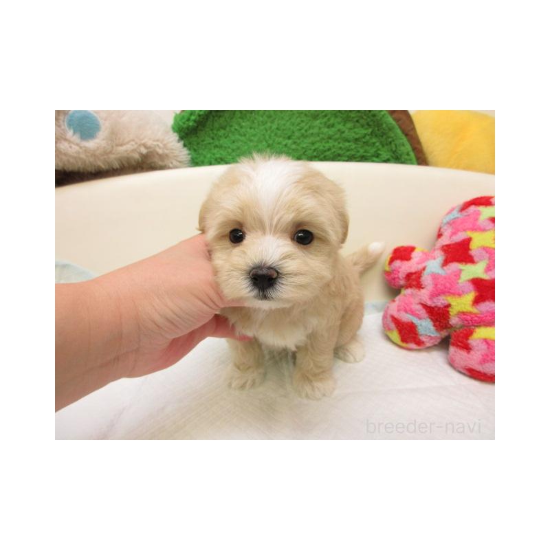 販売中の大阪府のマルプー:マルチーズ×トイプードル-437083の1枚目