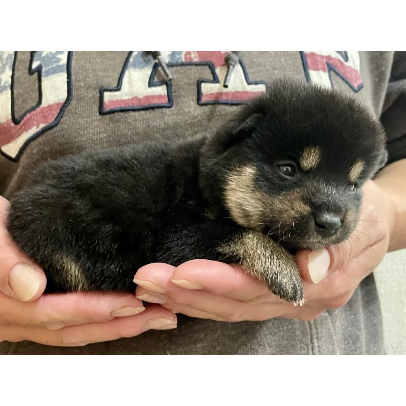 販売中の熊本県の柴犬-437085の3枚目