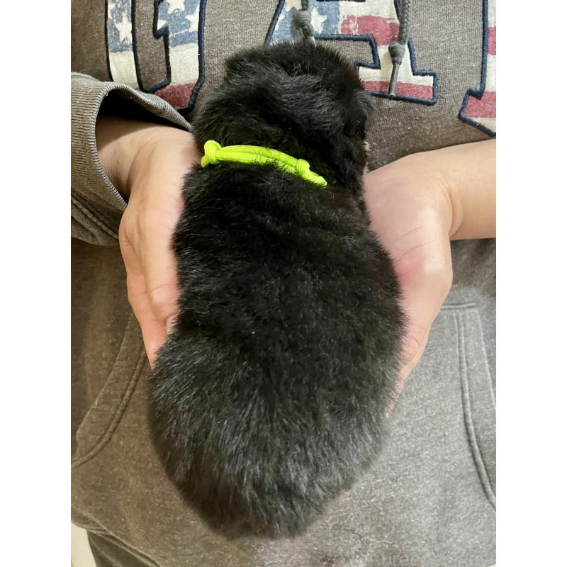 販売中の熊本県の柴犬-437085の2枚目