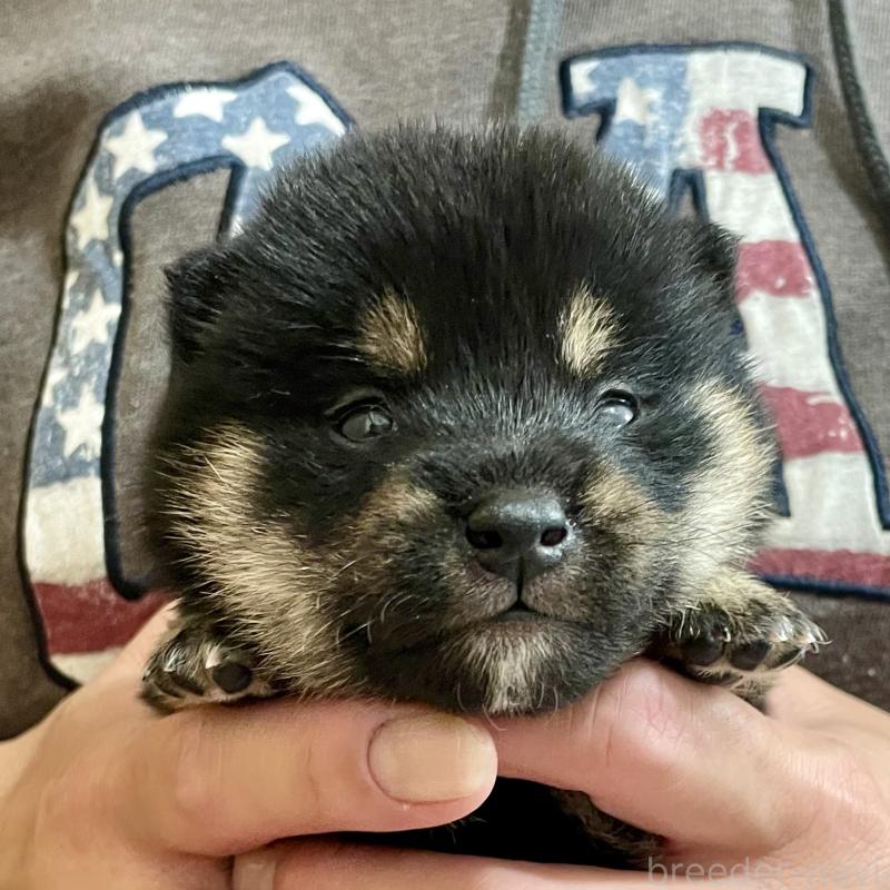 販売中の熊本県の柴犬-437086の4枚目