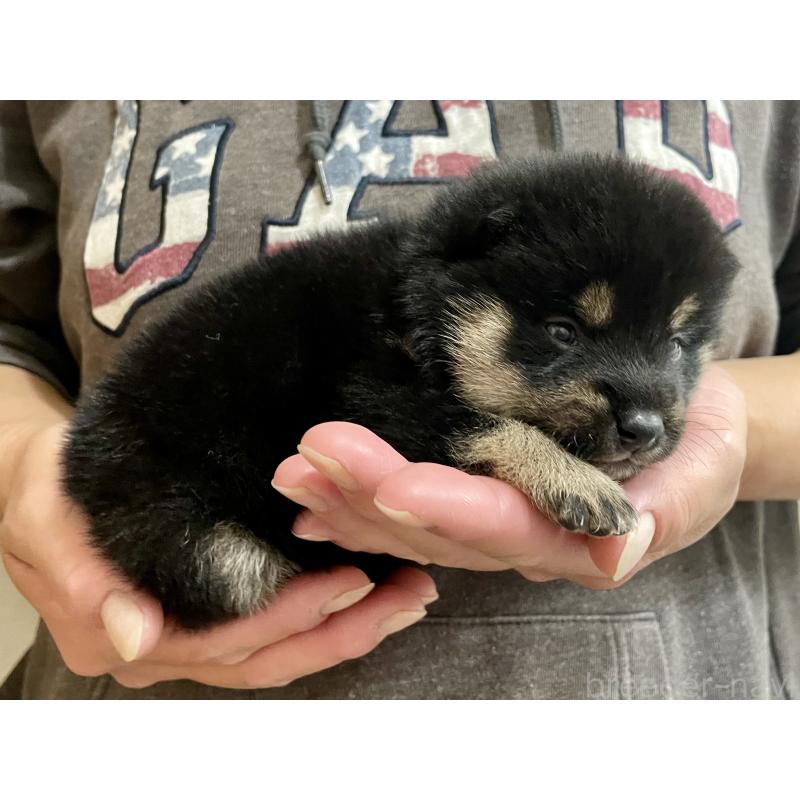 販売中の熊本県の柴犬-437086の3枚目