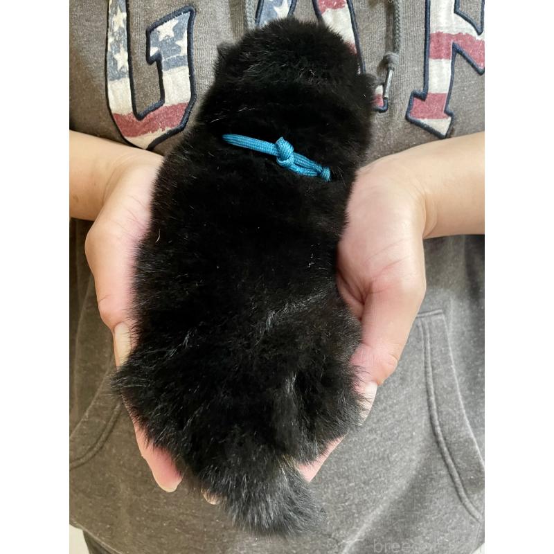 販売中の熊本県の柴犬-437086の2枚目