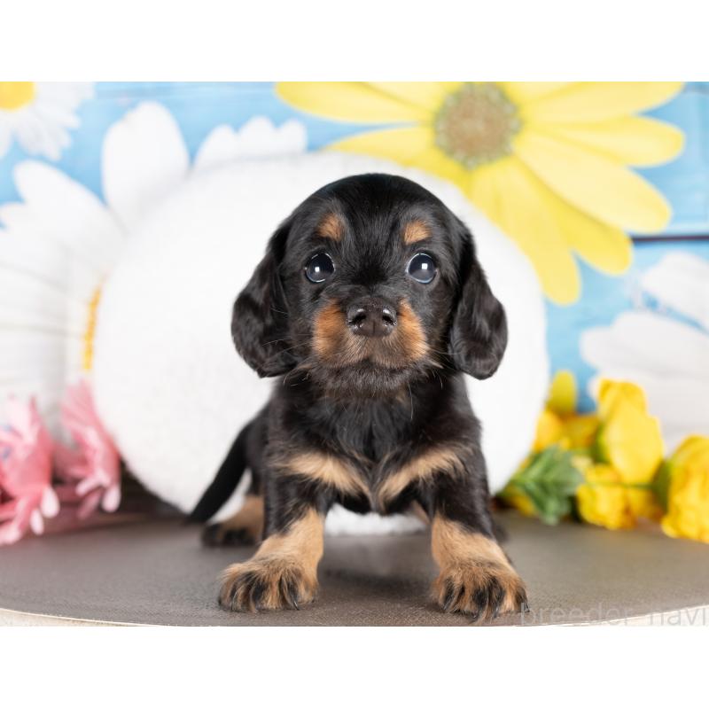 販売中の愛知県のミニチュアダックスフンド(ロングヘアード)-437087の5枚目