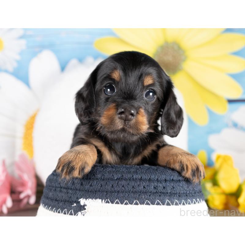 販売中の愛知県のミニチュアダックスフンド(ロングヘアード)-437087の4枚目