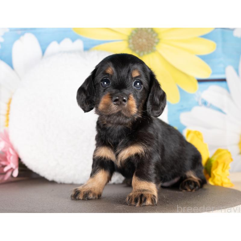 販売中の愛知県のミニチュアダックスフンド(ロングヘアード)-437087の3枚目